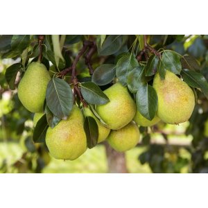 Hruška obyčajná (Pyrus Communis) - zelená ´WILLIAMS´ na kmienku, letná, výška 200-250 cm, obvod kmeňa: 6/8 cm, kont. C10L - kvetináčová