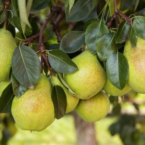 Hruška obyčajná (Pyrus Communis) - zelená ´WILLIAMS´ na kmienku, letná, výška 180-250 cm, obvod kmeňa: 6/8 cm, kont. C10L - kvetináčová