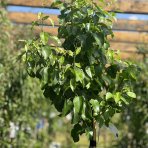 Hruška obyčajná (Pyrus Communis) - zelená ´WILLIAMS´ na kmienku, letná, výška 180-250 cm, obvod kmeňa: 6/8 cm, kont. C10L - kvetináčová