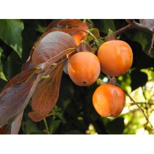  Ebenovník rajčiakonosný (Diospyros Kaki) HURMIKAKI ´CIOCCOLATINO´ výška 160-180 cm, kont. C10L (-18°C)