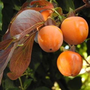 Ebenovník rajčiakový - Hurmikaki (Diospyros kaki) ´CIOCCOLATINO´ - výška 160-180 cm, obvod kmeňa: 6/8 cm, kont. C18L (-20°C) 