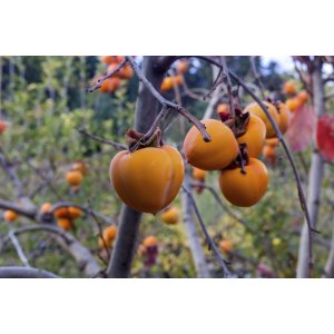 Ebenovník rajčiakonosný (Diospyros Kaki) HURMIKAKI ´CIOCCOLATINO´ výška 180-200 cm, kont. C10L (-18°C)