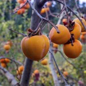 Ebenovník rajčiakonosný (Diospyros Kaki) HURMIKAKI ´TIPO´ výška: 170-200 cm, obvod kmeňa: 4/6 cm, kont. C9L/C12L (-18°C/-21°C)