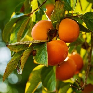 Ebenovník rajčiakový - Hurmikaki (Diospyros kaki) ´JIRO´ - výška: 150-170 cm, obvod kmeňa: 4/6 cm, kont. C15L (-19°C)