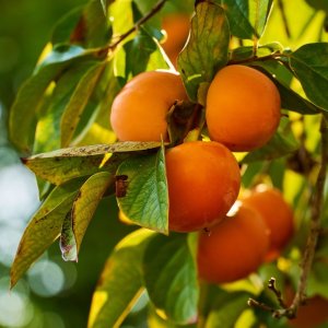 Ebenovník rajčiakový - Hurmikaki (Diospyros kaki) ´JIRO´ - výška: 150-170 cm, obvod kmeňa: 4/6 cm, kont. C15L (-19°C)