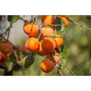 Ebenovník rajčiakový (Diospyros kaki) HURMIKAKI ´TIPO´ - výška 150-170 cm, kont. C10L (-18°C)