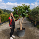 Ebenovník rajčiakonosný (Diospyros Kaki) HURMIKAKI ´JIRO´ - výška 160-180 cm, obvod kmeňa 48 cm, kont. C110L (-18°C) BONSAJ - STARÝ VZÁCNY EXEMPLÁR
