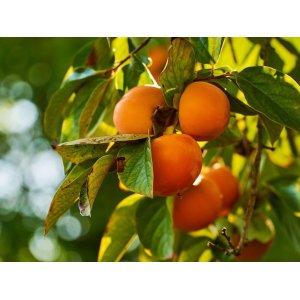 Ebenovník rajčiakový (Diospyros kaki)  HURMIKAKI ´JIRO´ - výška 180-200 cm, kont. C10L (-19°C)