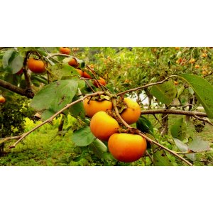 Ebenovník rajčiakonosný (Diospyros Kaki) HURMIKAKI ´VANIGLIA´ - výška 150-170 cm, kont. C10L (-18°C)