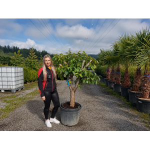 Ebenovník rajčiakonosný (Diospyros Kaki) HURMIKAKI ´TIPO´ - výška 120-140 cm, obvod kmeňa 30 cm, kont. C70L (-18°C) BONSAJ - STARÝ VZÁCNY EXEMPLÁR