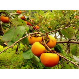 Ebenovník rajčiakový (Diospyros kaki) HURMIKAKI ´TIPO´ - výška 180-200 cm, kont. C10L (-18°C)