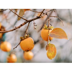Ebenovník rajčiakonosný (Diospyros Kaki) HURMIKAKI ´VANIGLIA´ - výška 150-200 cm, obvod kmeňa 8/10 cm, C45L