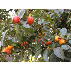 Ebenovník rajčiakonosný (Diospyros Kaki) HURMIKAKI ´VANIGLIA´ - výška 180-200 cm, kont. C10L (-20°C)
