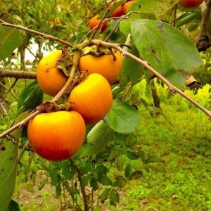 Ebenovník rajčiakonosný (Diospyros Kaki) HURMIKAKI ´VANIGLIA´ - výška: 180-200 cm, obvod kmeňa: 4/6 cm, kont. C15L (-20°C)