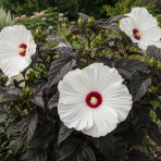  Ibištek bahenný (Hibiscus moscheutos) ´GHOST´ - výška 40-50 cm, kont. C5L