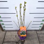 Ibištek sýrsky (Hibiscus Syriacus) ´TAHITI´ - výška 50-70 cm, kont. C5L