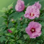 Ibištek sýrsky (Hibiscus Syriacus) ´TAHITI´ - výška 50-70 cm, kont. C5L