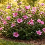 Ibištek sýrsky (Hibiscus Syriacus) ´TAHITI´ - výška 50-70 cm, kont. C5L