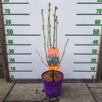 Ibištek sýrsky (Hibiscus Syriacus) ´TAHITI´ - výška 50-70 cm, kont. C5L