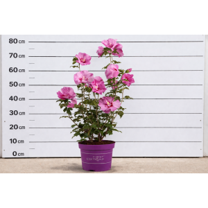 Ibištek sýrsky (Hibiscus Syriacus) ´TAHITI´ - výška 50-70 cm, kont. C5L