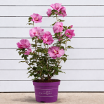 Ibištek sýrsky (Hibiscus Syriacus) ´TAHITI´ - výška 50-70 cm, kont. C5L