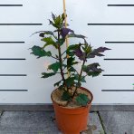  Ibištek bahenný (Hibiscus moscheutos) ´GHOST´ - výška 40-50 cm, kont. C5L