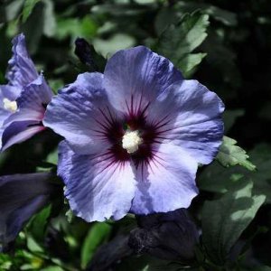 Ibištek sýrsky (Hibiscus syriacus) ´OISEAU BLUE´ – výška 80-100 cm, kont. C10L (-29°C)