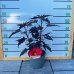 Ibištek bahenný (Hibiscus moscheutos) ´MIDNIGHT MARVEL´ - výška 30-60 cm, kont. C5L (-29°C) 