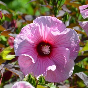 Ibištek bahenný (Hibiscus moscheutos) ´PLANET SOLENE - TANSOL´® - výška 30-50 cm, kont. C2L (-29°C)