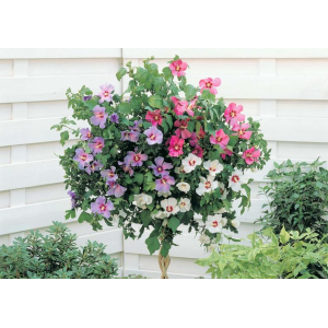 Ibištek sýrsky (Hibiscus syriacus) ´TRICOLOR´ – výška 60-90 cm, kont. C2L
