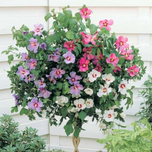 Ibištek sýrsky (Hibiscus syriacus) ´TRICOLOR´ – výška 60-90 cm, kont. C2L (-29°C)