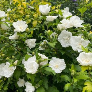 Ibištek sýrsky (Hibiscus syriacus) ´WHITE CHIFFON´® – výška 100-120 cm, kont. C3L (-34°C) - NA KMIENKU 