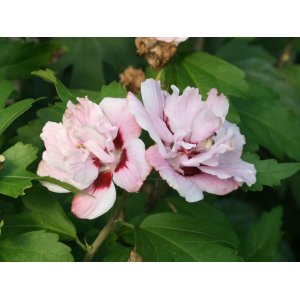Ibištek sýrsky (Hibiscus syriacus) ´LADY STANLEY´ - výška 30-50 cm, kont. C3L