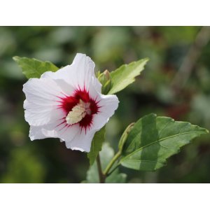 Ibištek sýrsky (Hibiscus syriacus) ´MONSTROSUS´ – výška 110-130 cm, kont. C5L 