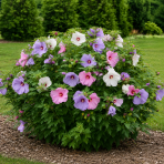 Ibištek sýrsky (Hibiscus syriacus) ´TRICOLOR´ – výška 50-70 cm, kont. C5L