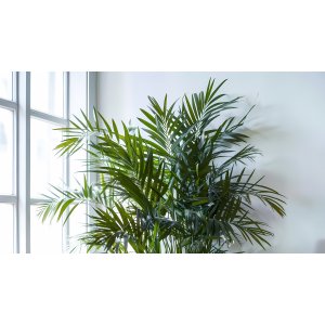 Horská palma (Chamaedorea elegans) - výška 35-40 cm, kont. C1L