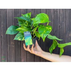 Potosovec zlatý (Epipremnum) ´AUREUM´ - výška 10-20 cm, kont. C1.5L 