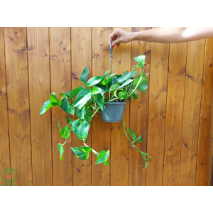 Potosovec zlatý (Epipremnum) ´AUREUM´ - výška 30-40 cm, kont. C1.5L - závesný kvetináč