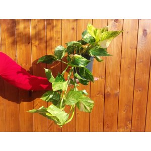 Potosovec zlatý (Epipremnum) ´AUREUM´ - výška 30-40 cm, kont. C1.5L 