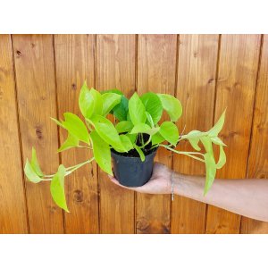 Potosovec (Epipremnum) ´NEON´ - výška 20-35 cm, ⌀ 15 cm, kont. C1L