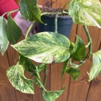 Potosovec zlatý (Epipremnum) ´AUREUM´ - výška 30-40 cm, kont. C1.5L DRUHÁ ŠANCA