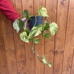 Potosovec zlatý (Epipremnum) ´AUREUM´ - výška 30-40 cm, kont. C1.5L DRUHÁ ŠANCA