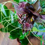 Kvet netopiera (Tacca Chantrieri) - výška 60-70 cm, kont. C3L