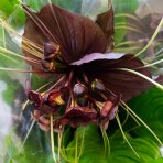 Kvet netopiera (Tacca Chantrieri) - výška 60-70 cm, kont. C3L