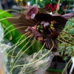 Kvet netopiera (Tacca Chantrieri) - výška 60-70 cm, kont. C3L
