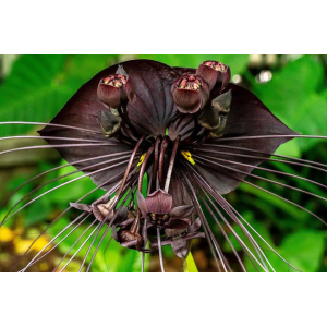 Kvet netopiera (Tacca Chantrieri) - výška 70-80 cm, kont. C2L