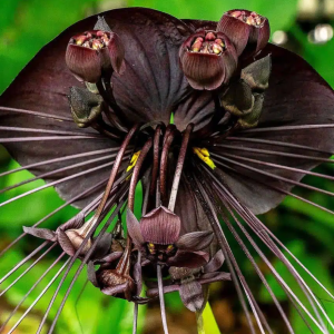 Kvet netopiera (Tacca Chantrieri) - výška 70-80 cm, kont. C2L