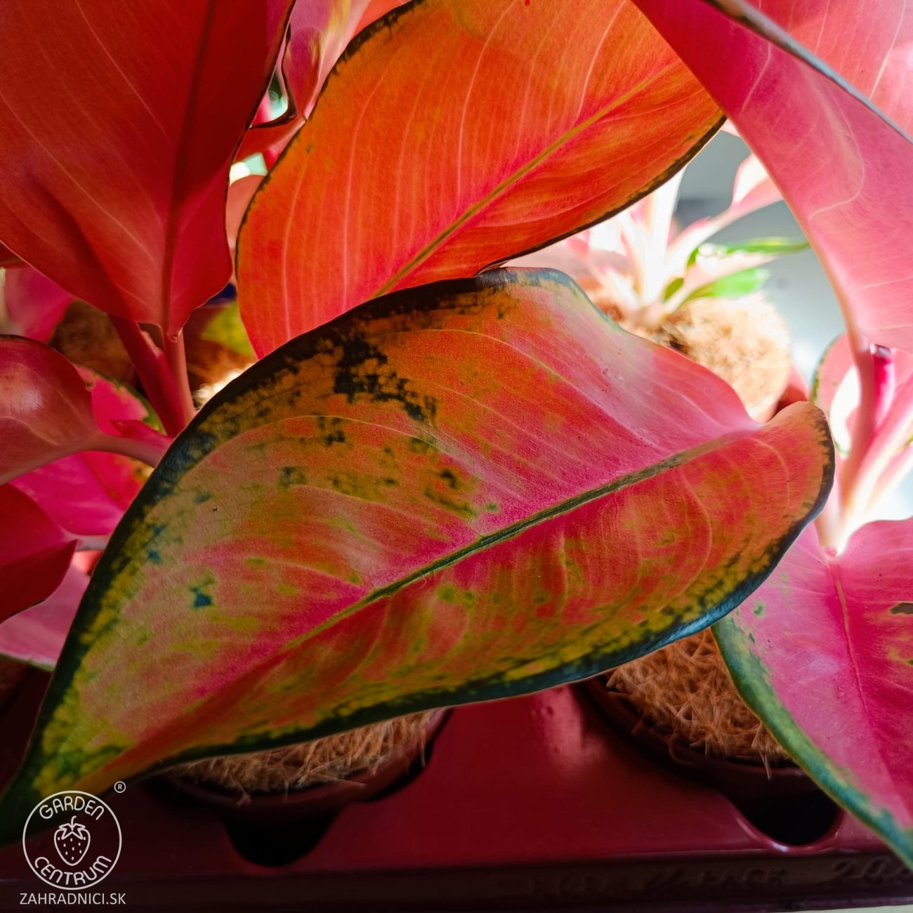 Obrázok Aglaonéma (Aglanoema) ´FLAMINGO’ - výška 15-20 cm, kont. C1L