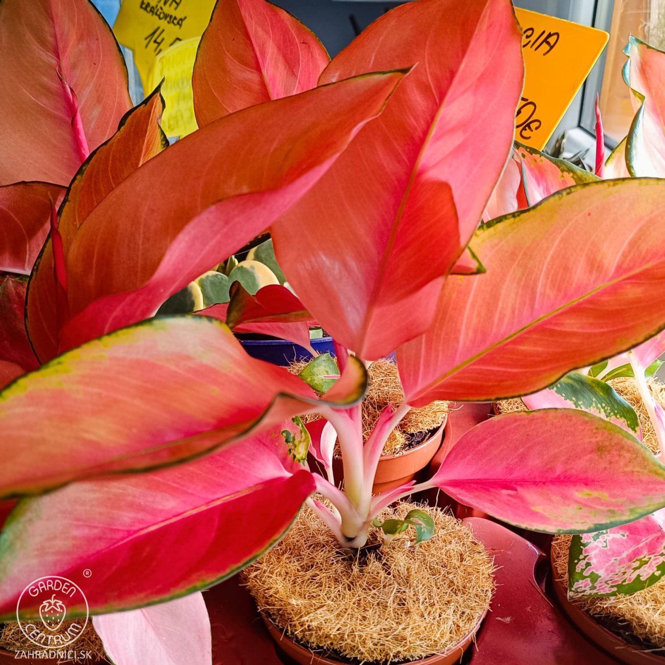 Obrázok Aglaonéma (Aglanoema) ´FLAMINGO’ - výška 15-20 cm, kont. C1L