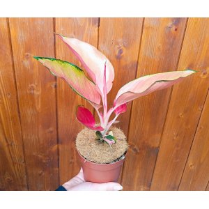 Aglaonéma (Aglanoema) ´FLAMINGO’ - výška 15-20 cm, kont. C1L